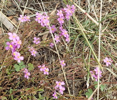 Chaenostoma halimifolium