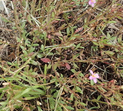 Chaenostoma halimifolium
