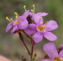 Chaenostoma halimifolium