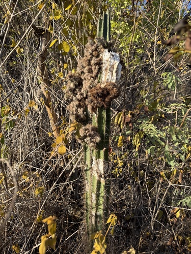 Pilosocereus armatus