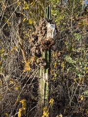 Pilosocereus armatus
