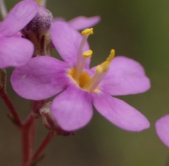 Chaenostoma halimifolium