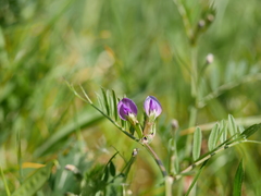 Vicia sativa nigra