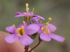 Chaenostoma halimifolium