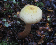 Armillaria limonea