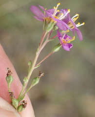Chaenostoma halimifolium