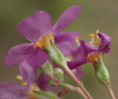 Chaenostoma halimifolium