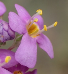 Chaenostoma halimifolium
