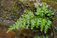 Asplenium ritoense