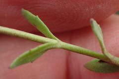 Chaenostoma halimifolium
