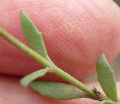 Chaenostoma halimifolium