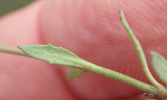 Chaenostoma halimifolium