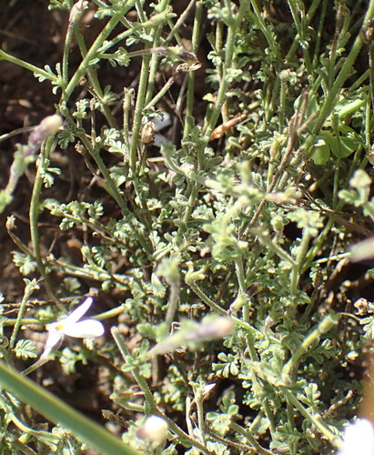 Image of Jamesbrittenia tysonii by (c) Nicola van Berkel, some rights reserved (CC BY-SA)