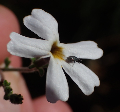 Image of Jamesbrittenia tysonii by (c) Nicola van Berkel, some rights reserved (CC BY-SA)