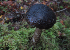 Amanita nigrescens