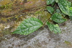 Elatostema cyrtandrifolium