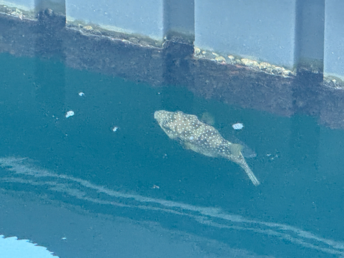 White-spotted Puffer