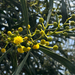 Acacia cyanophylla
