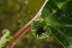 Elatostema cyrtandrifolium