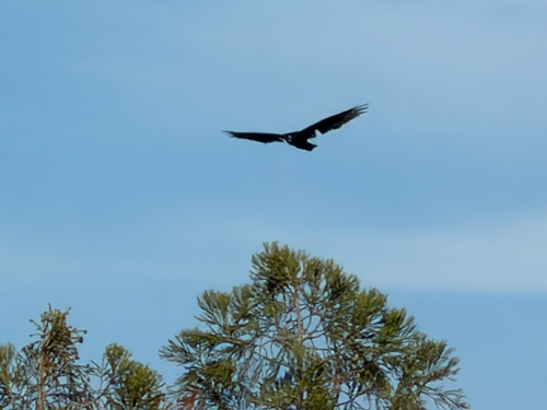 Turkey Vulture observed by manzanita1997
