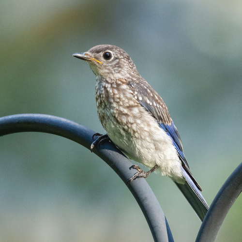 Eastern Bluebird observed by pfollowill