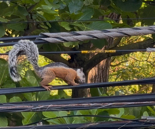 Variegated Squirrel