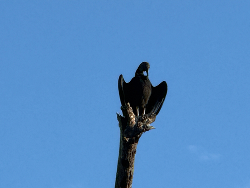 Black Vulture