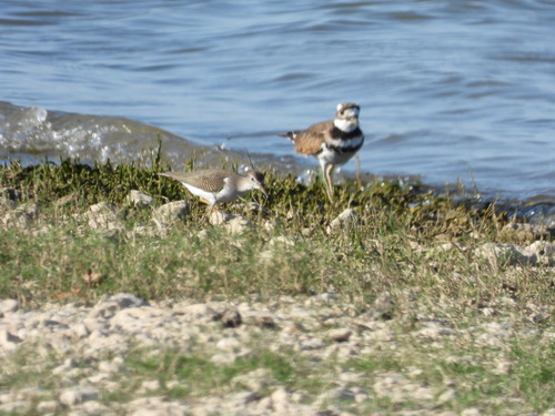 Killdeer observed by cnacree