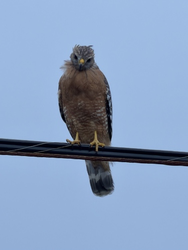 Red-shouldered Hawk observed by biodiversian
