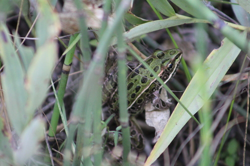 Northern Leopard Frog observed by gregorysk