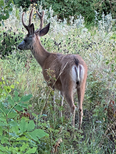 Rocky Mountain Mule Deer observed by the-creature