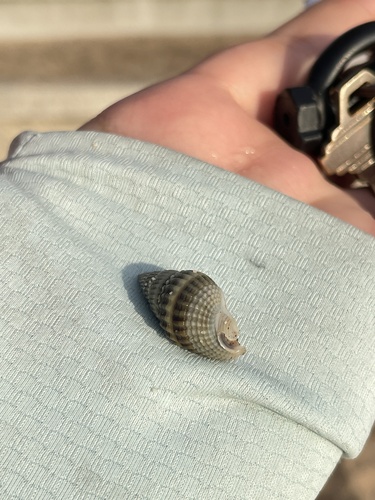 Nassarius livescens observed 2026-08-12