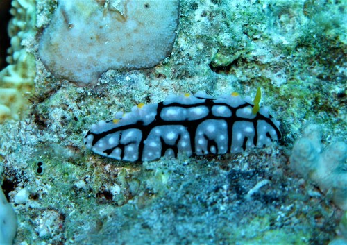 Phyllidia multifaria — seen at this dive site