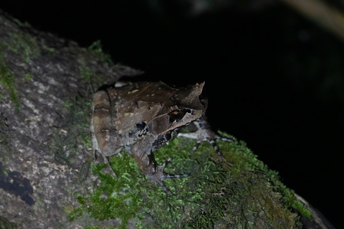 Kobayashi's Horned Frog