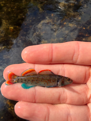Greenbreast darter (Etheostoma jordani) — Percidae — 3