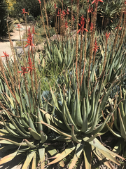 Aloe cryptopoda