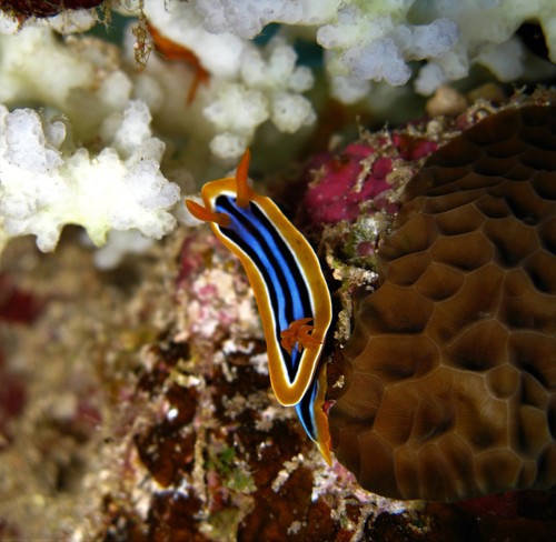 Pyjama Slug — seen at this dive site