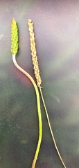 Plantago coronopus coronopus