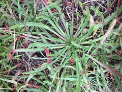 Plantago coronopus coronopus