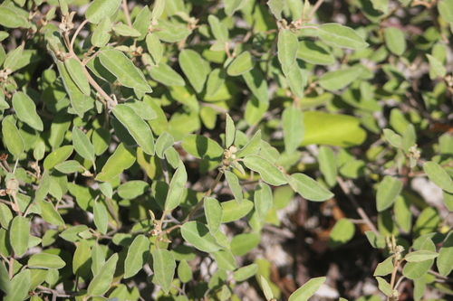 Croton punctatus, photograph 4