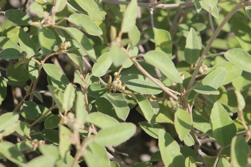 Croton punctatus, photograph 5