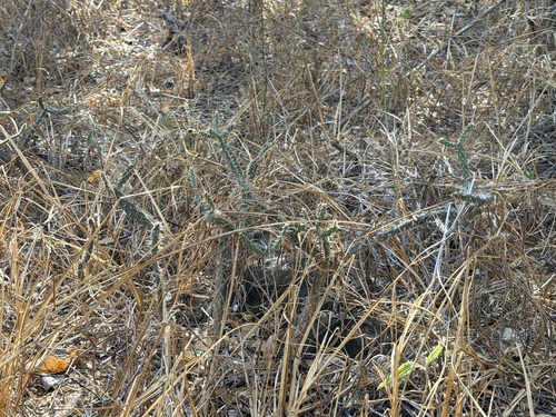 Opuntia repens, photograph 1