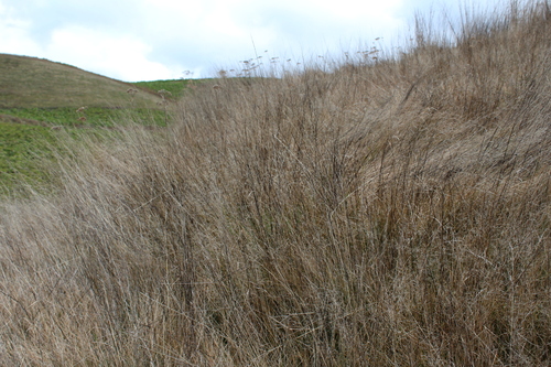 Festuca rubra, photograph 4