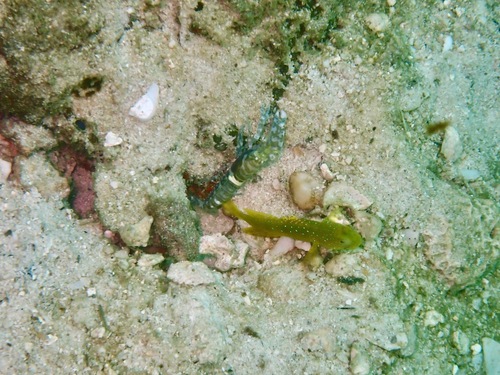 Cryptocentrus cinctus observed 2026-08-12