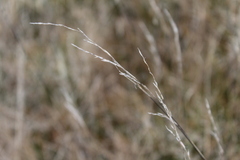 Festuca rubra, photograph (c) Joe Dillon, some rights reserved (CC BY)