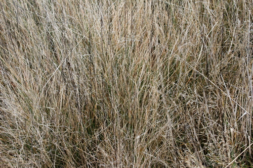 Festuca rubra, photograph 6
