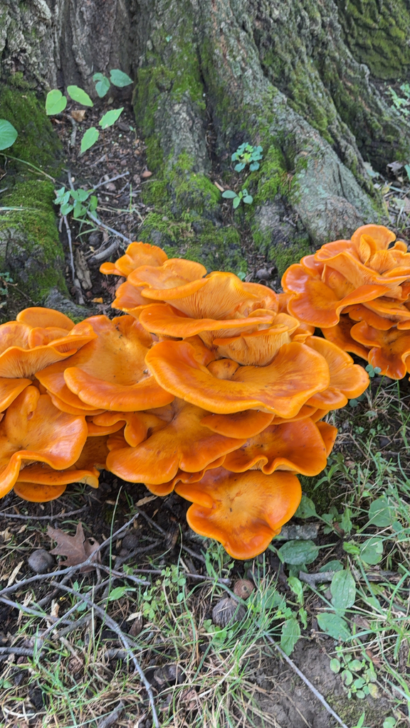 Eastern American jack-o'-lantern · August 2026 · photo: Photo: (c) Jess Kowalski, some rights reserved (CC BY) · iNaturalist
