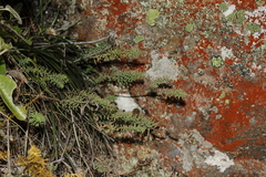 Linum monogynum