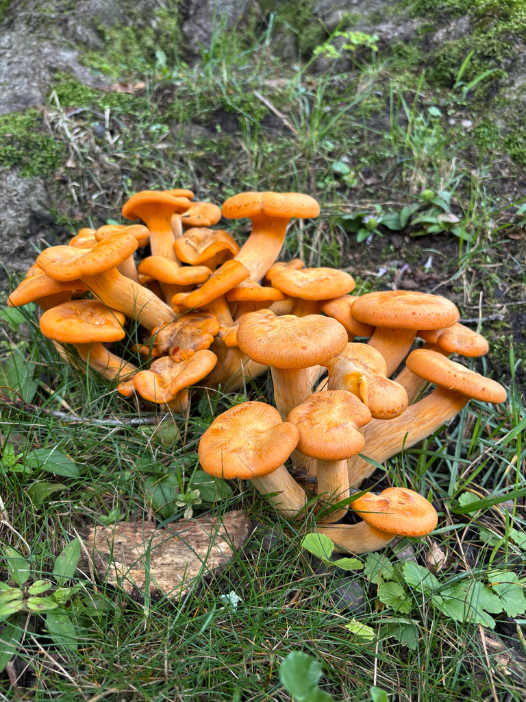 Eastern American jack-o'-lantern · August 2026 · photo: Photo: (c) Jess Kowalski, some rights reserved (CC BY) · iNaturalist