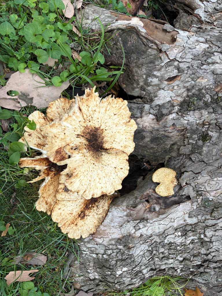 Dryad's Saddle · August 2026 · photo: Photo: (c) Jess Kowalski, some rights reserved (CC BY) · iNaturalist